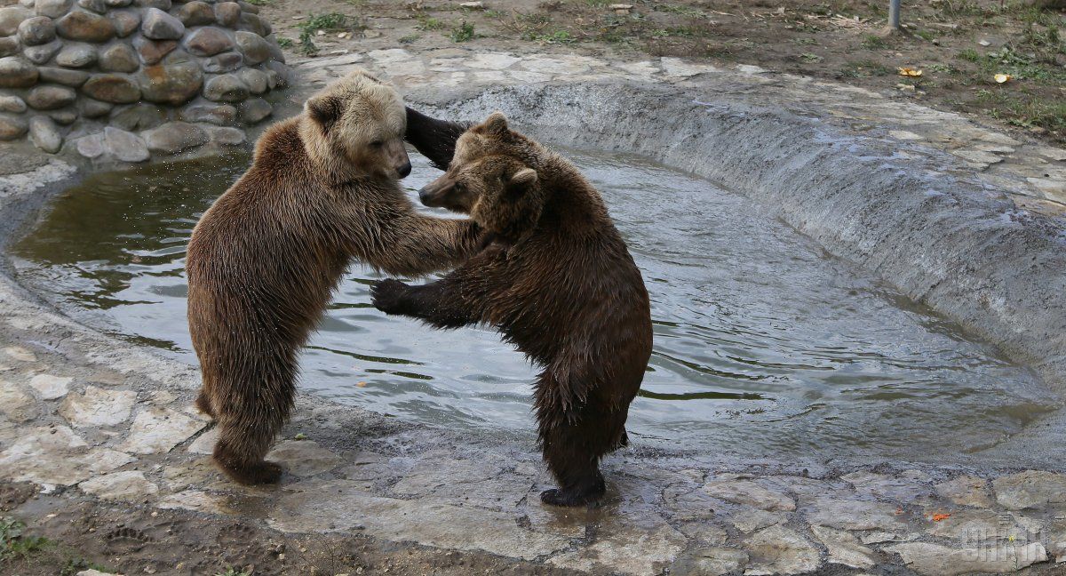 На сніданок – до ведмедів