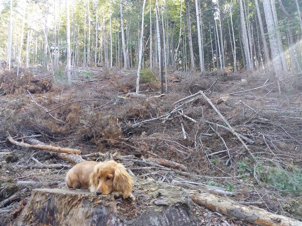Старосамбірському “Галсільлісу” не призначили керівника