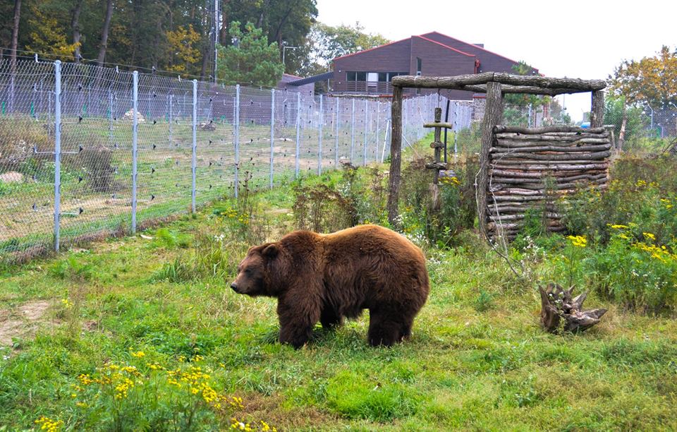 На Львівщині поселилася нова ведмедиця
