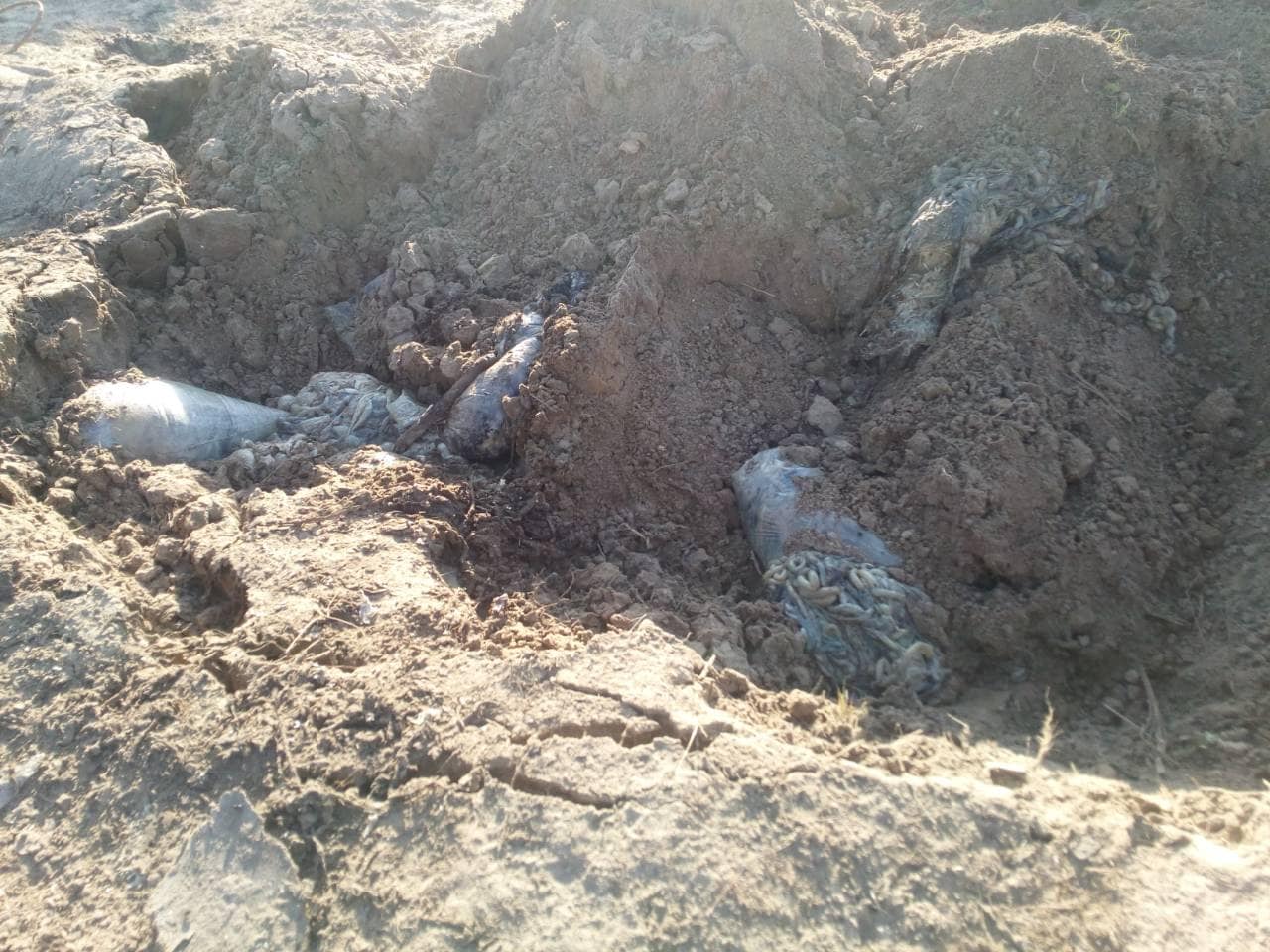 На Жовківщині виявили звалище із рештками тварин
