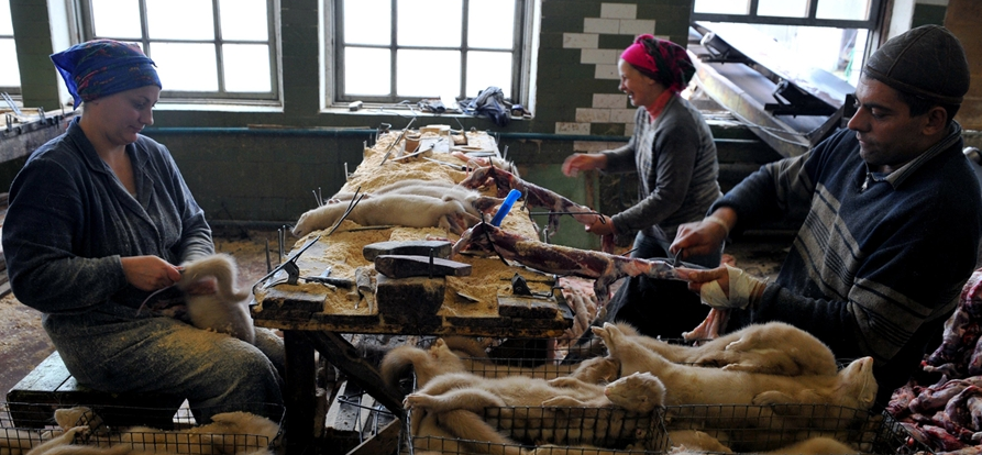 Бродівщина проти хутрових ферм