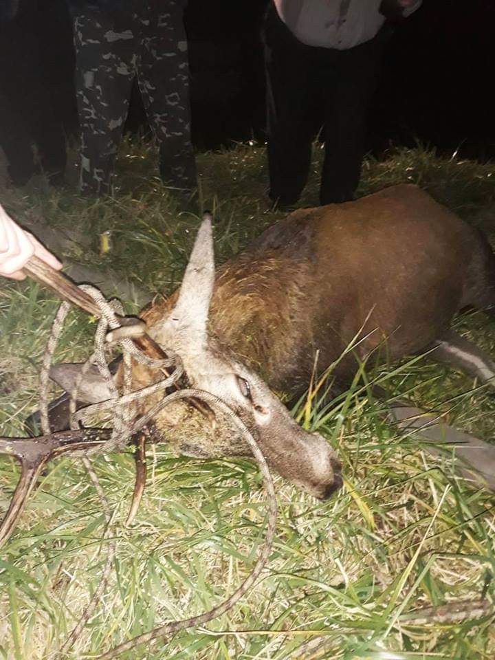 Рятувальники допомогли оленю, якого збило авто