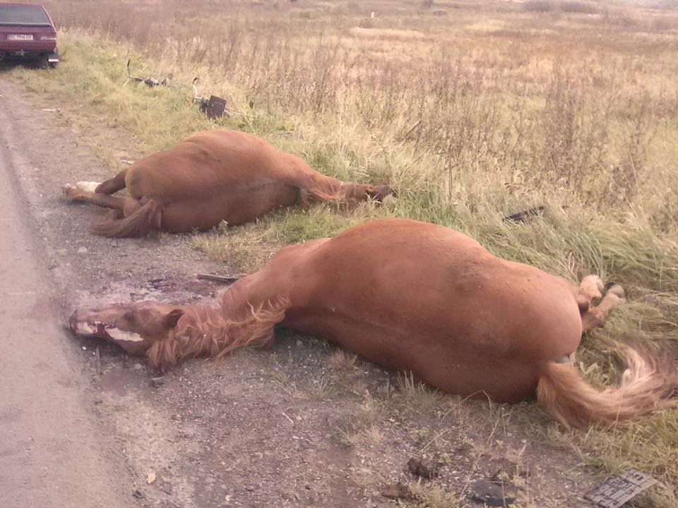 Поблизу Дрогобича водій збив на смерть двох коней