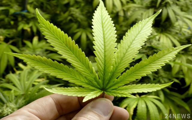 Посадив собі коноплю