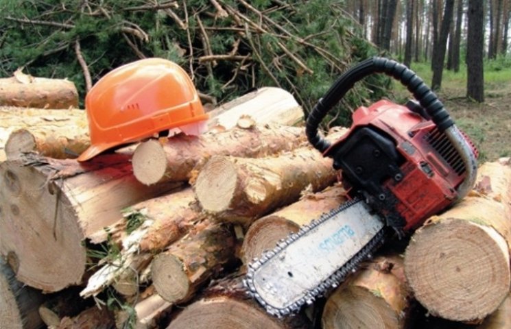 На Львівщині викрили ще одного “чорного лісоруба”