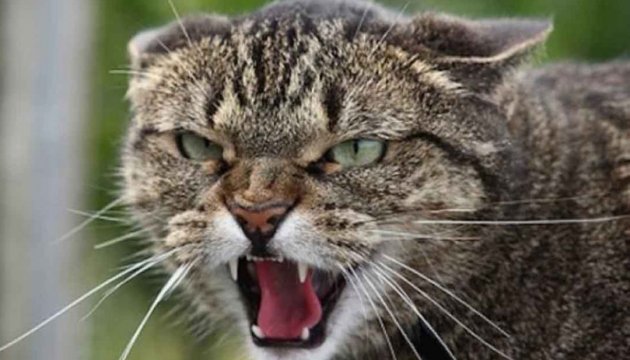 На Старосамбірщині виявили скаженого кота