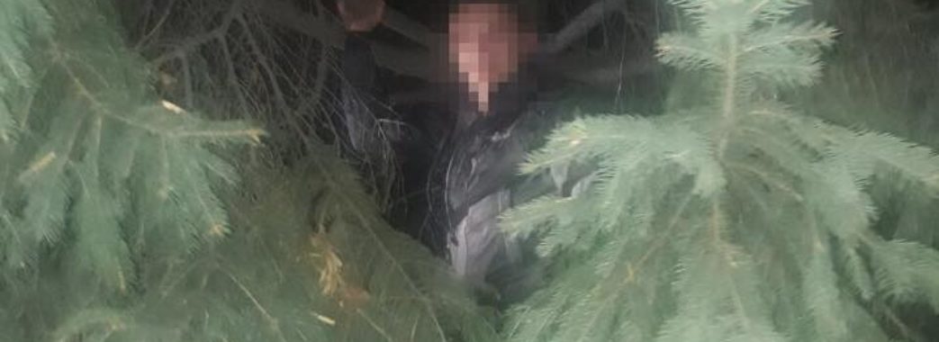 Злодій заліз на дерево, втікаючи від поліції