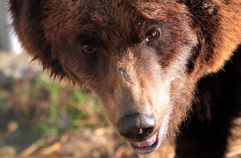 Ведмеді із Домажиру змінюють графік