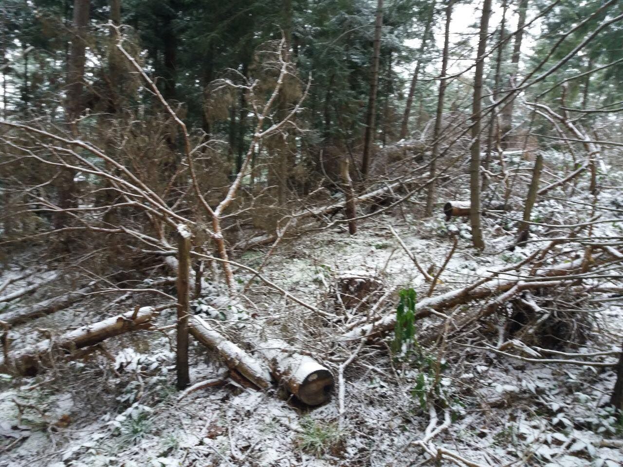 На Старосамбірщині знову виявили масові незаконні рубки лісів