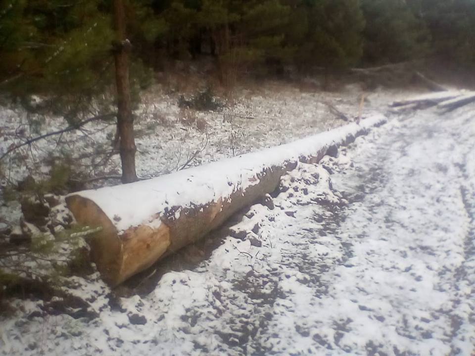 “Галсільліс” продовжує вирізати ліси