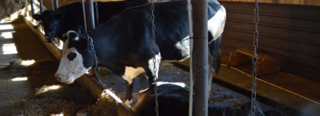 Молочний бізнес: на Самбірщині відкрили сімейну ферму