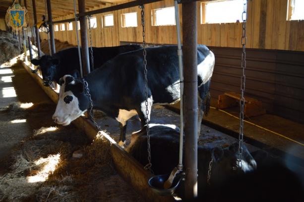 Молочний бізнес: на Самбірщині відкрили сімейну ферму