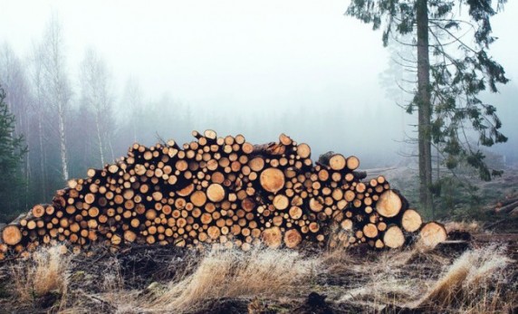 У лісі на Турківщині вирубують здорові дерева