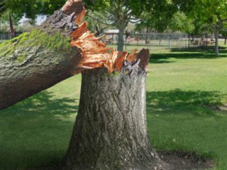 На Золочівщині дерево впало на чоловіка
