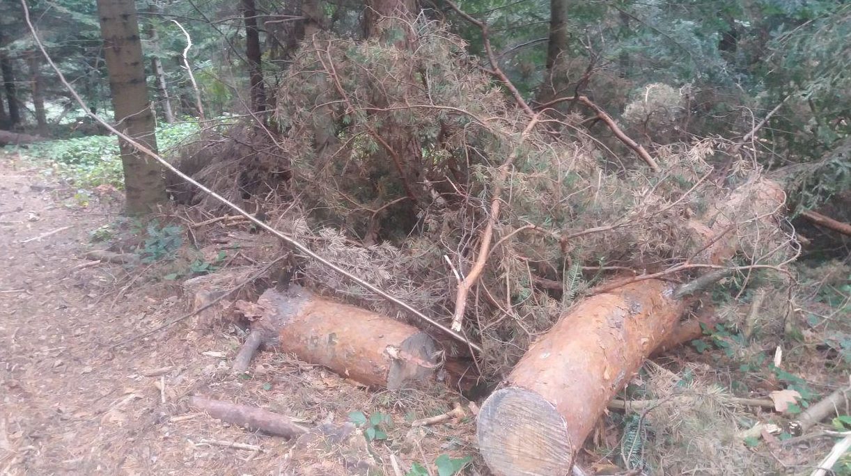 Старосамбірські депутати виявили масові незаконні рубки лісу (відео)