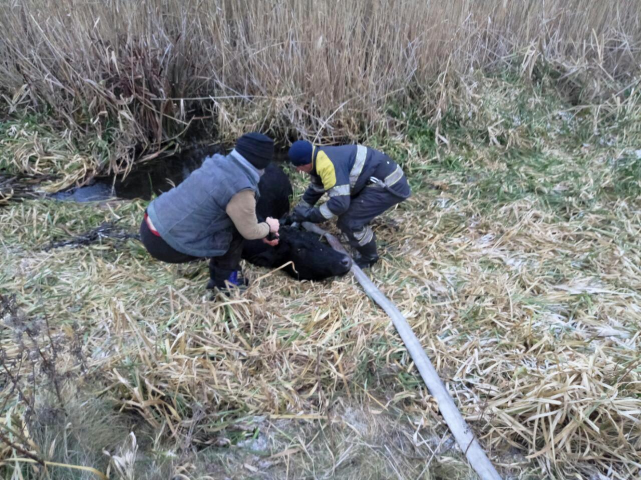 На Бродівщині рятувальники 15 хвилин витягували з болота корову