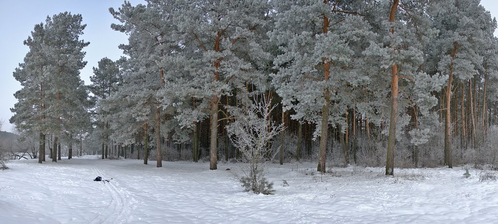 На Жовківщині у лісопосадці загинув юнак