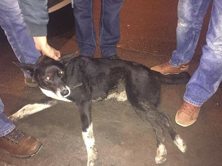 Львівські ветеринари відмовились лікувати пораненого собаку