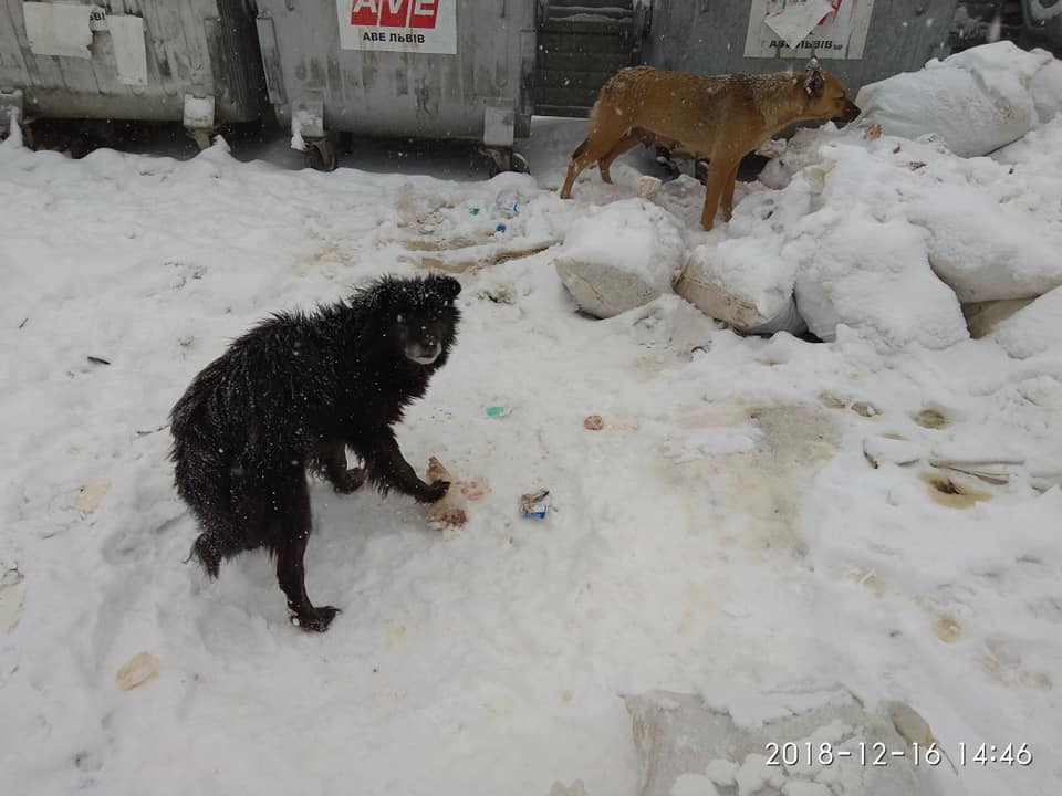Виявили порушника, який викинув тонну м’яса посеред Жовкви