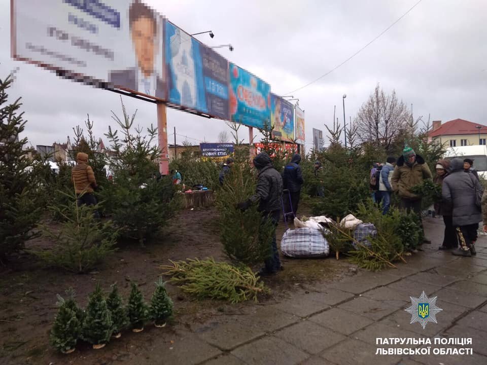 У Львові продають незаконні ялинки