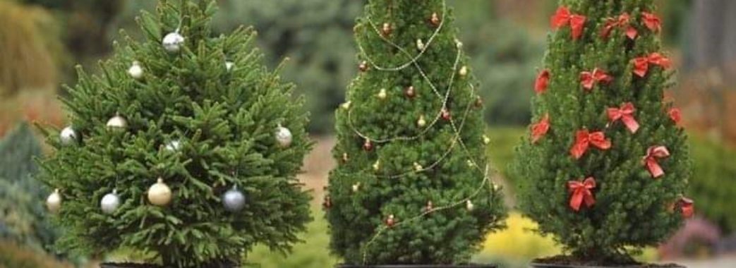 Юлія Лопушанська: «Існує безліч альтернатив і живій, і штучній ялинці»