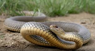 Мешканець Яворівщини став жертвою змії серед зими