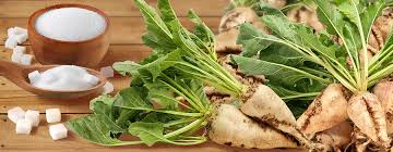 Цукрові буряки будуть зберігати за американською технологією