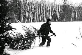 Чоловік з Радехівщини зі сусідського подвір’я поцупив ялинки