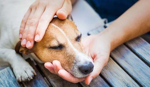 Ветерани АТО збирають кошти на банк крові для собак