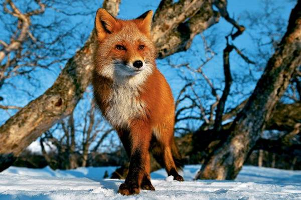 На Стрийщині п’ять сіл потерпають від сказу лисиці