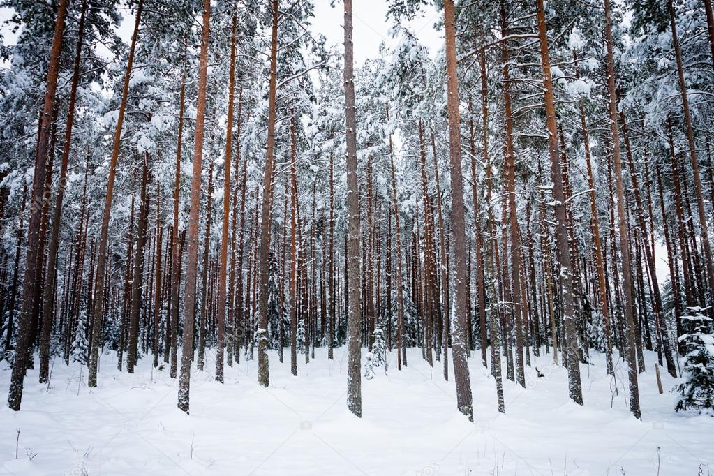 Жителя Турківщини “спіймали” на незаконному перевезенні деревини