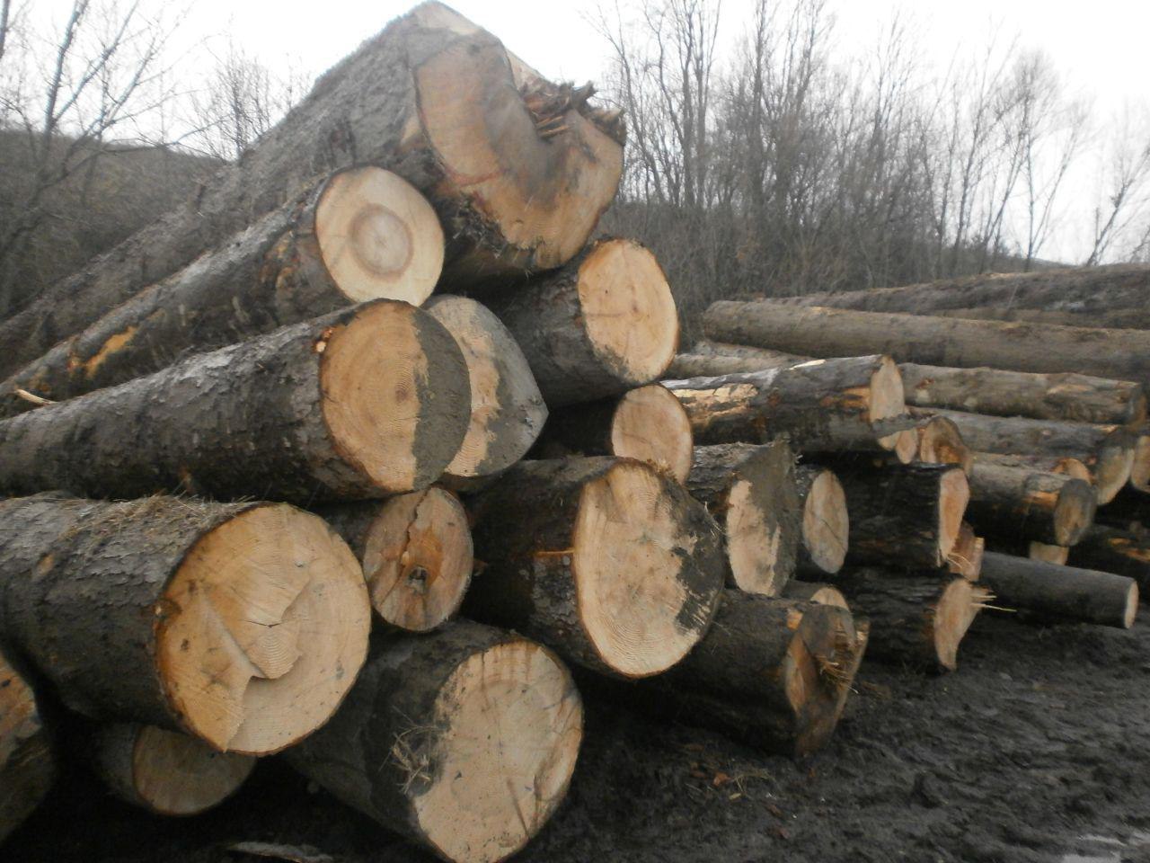 На Старосамбірщині виявили пилораму “Галсільлісу”, яка працює незаконно, та велику кількість продукції, заготовленої з порушенням