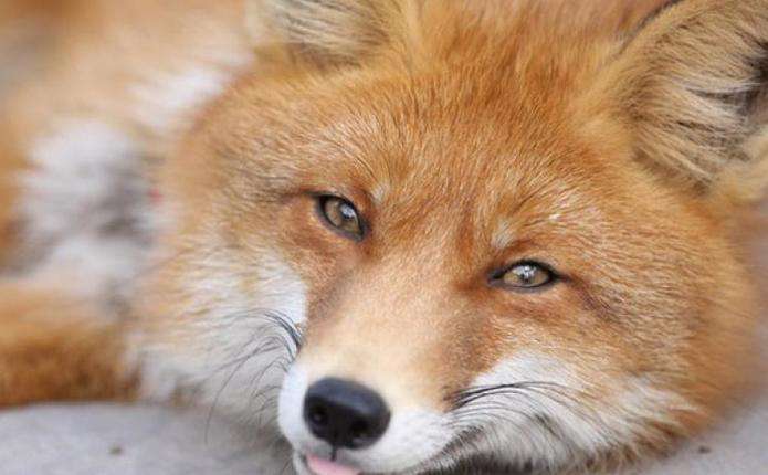 У Хирові на Старосамбірщині оголосили карантин