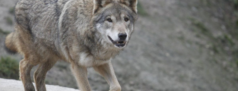 На Жовківщині на тракториста напав вовк