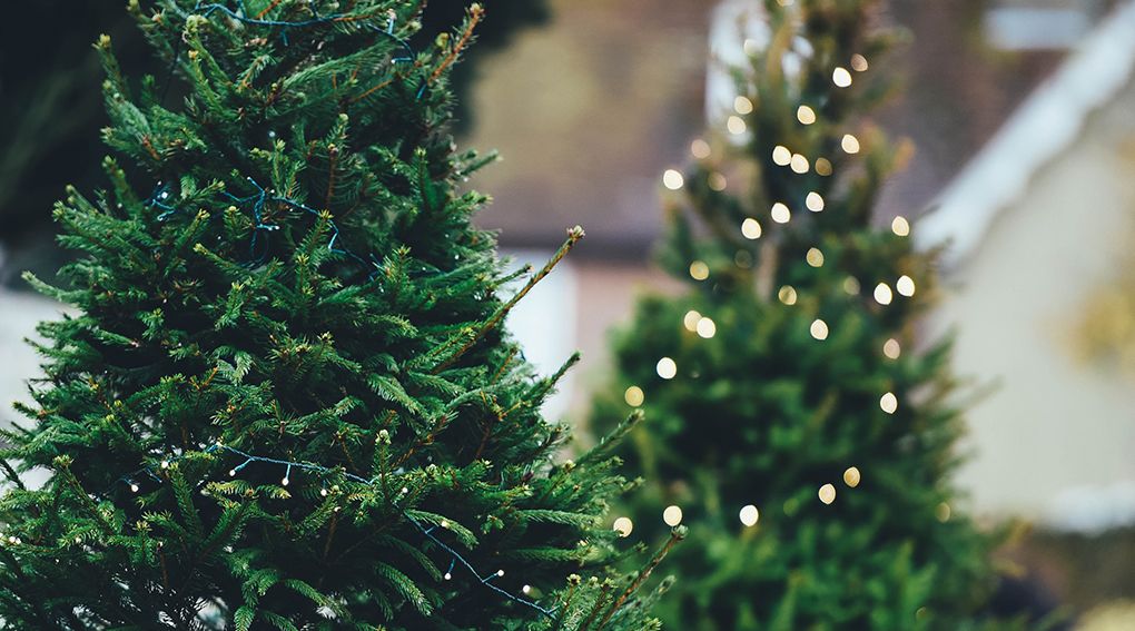 Львів`ян закликають залишити ялинки біля контейнерів сьогодні до 12 години