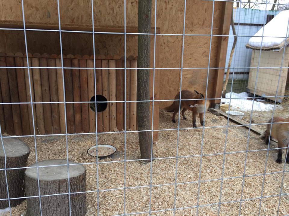 «Продам на притравку єнотовидну собаку»: львівські зоозахисники врятували тварин від браконьєрів