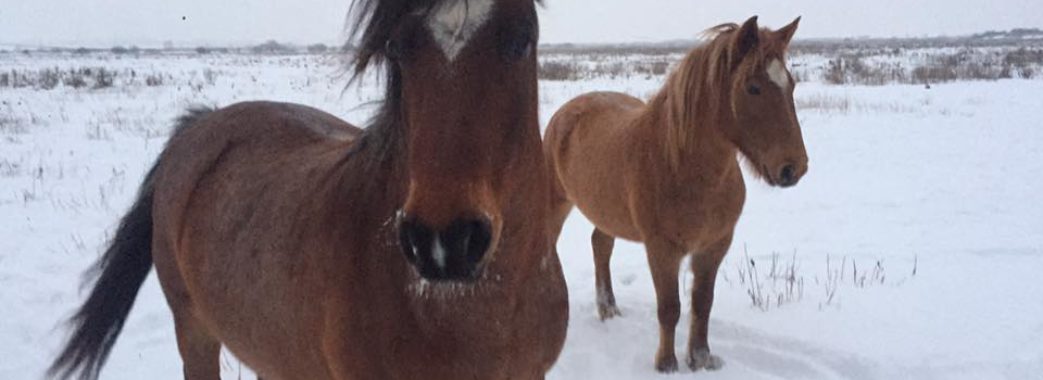 На Жидачівщині замерзають коні