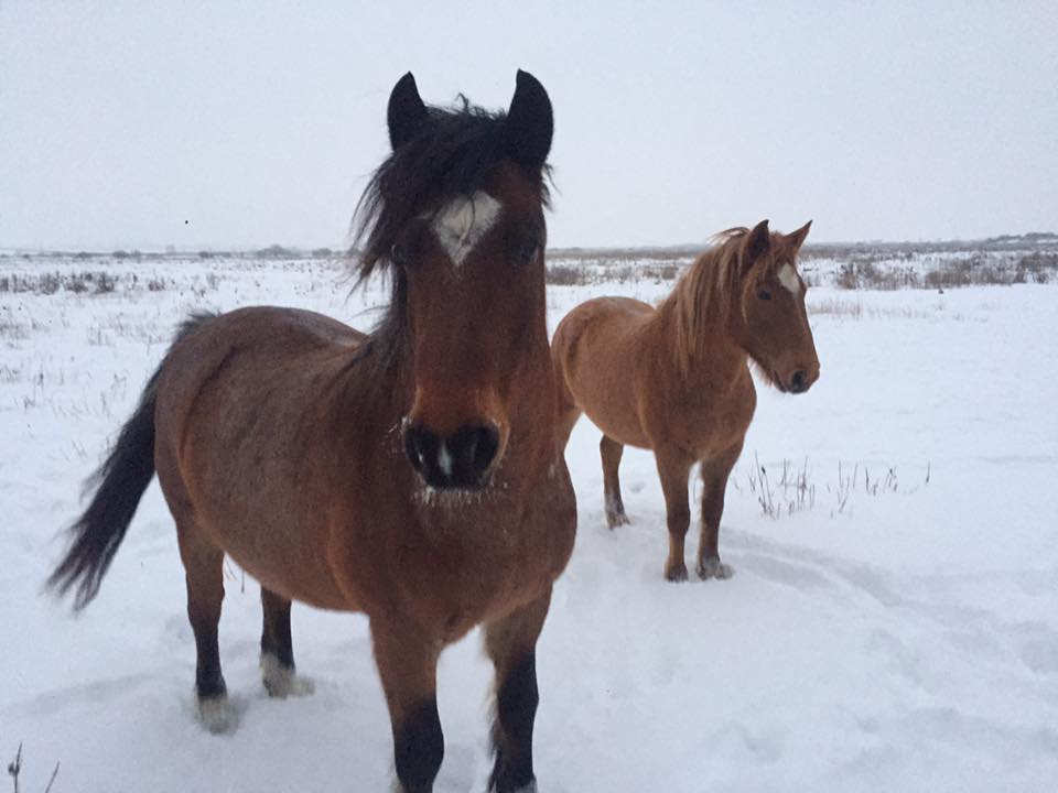 На Жидачівщині замерзають коні