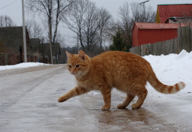 На Львівщині у найближчі 3 дні буде ожеледиця