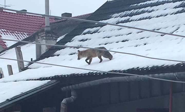 У Жидачеві рятувальники ловили заблукалу лисицю
