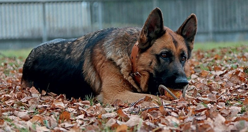 Сколівський суд звільнив від відповідальності вбивцю собаки