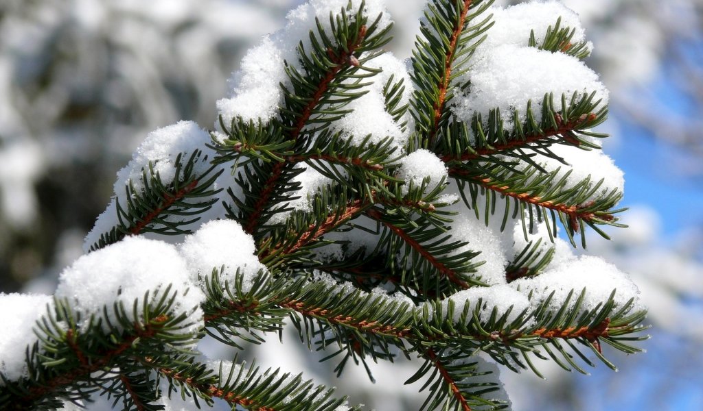 У Жидачеві знищили смерічки, які висаджували сім’ї з дітьми