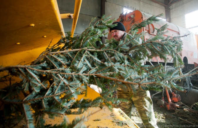 Львів’яни зможуть здати натуральні ялинки на утилізацію