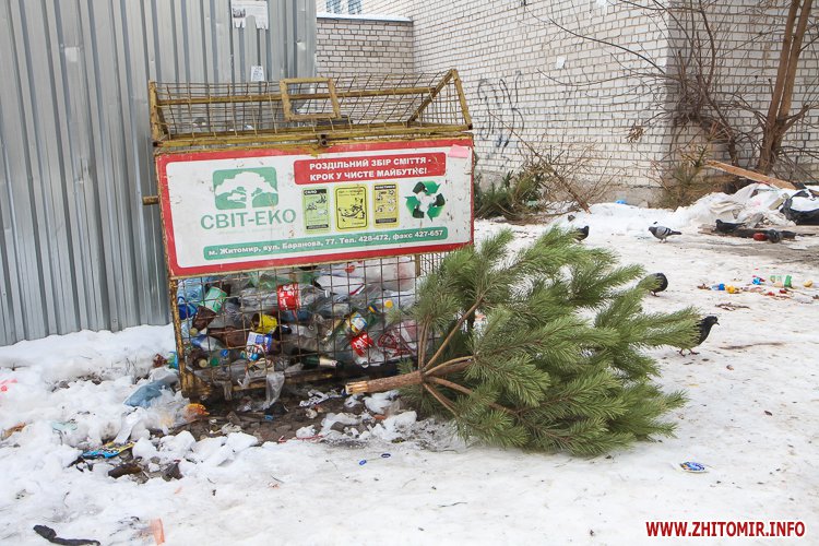 Здати ялинку та не нашкодити довкіллю можна у Львові