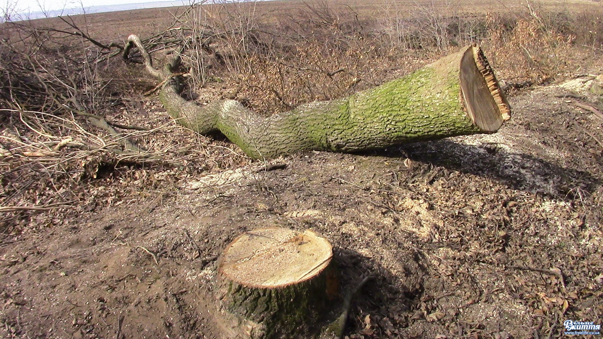 Керівником одного із підприємств «Галсільлісу» зайнялася прокуратура