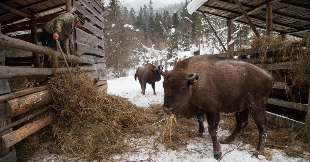 На Львівщині побудують вольєри для зубрів