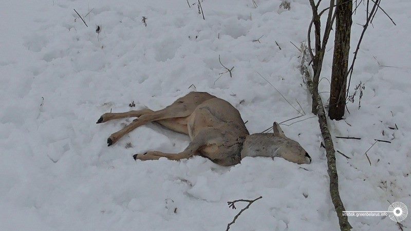 “Знайшли два мертвих лиса на сильцях”: сьогодні львів’яни шукали в лісі пастки