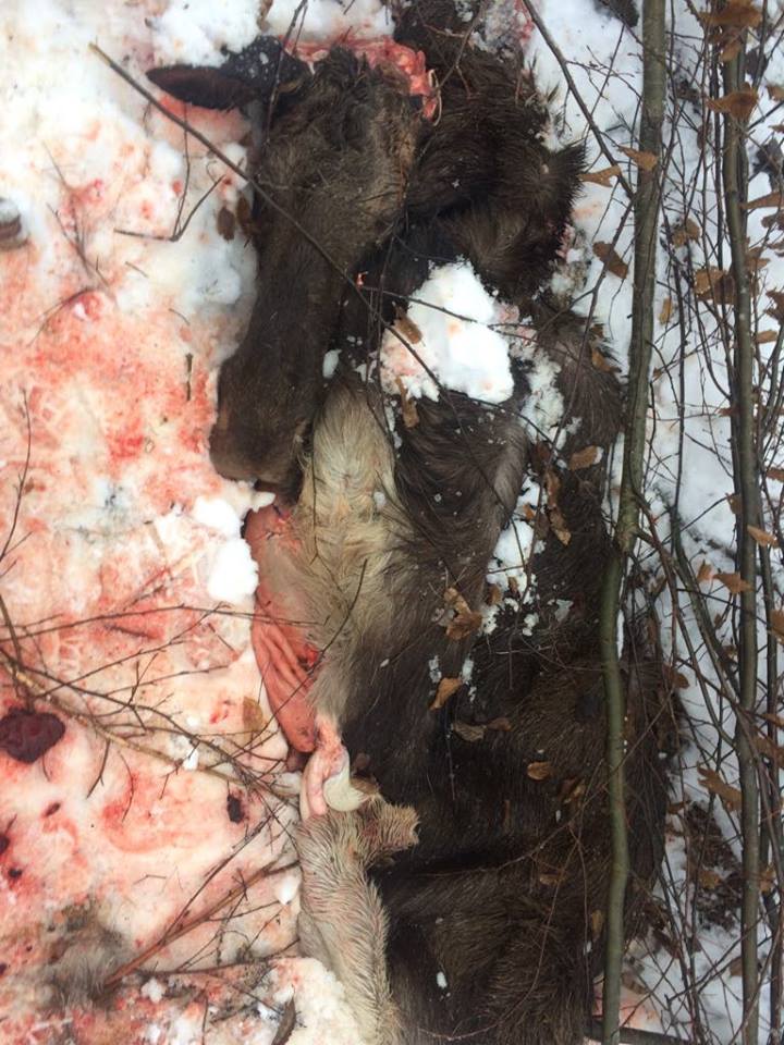 У Буському районі браконьєри убили вагітну самку лося(ФОТО 18+)