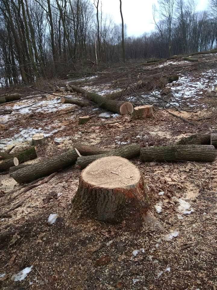 На Городоччині вирубали гектар молодого лісу