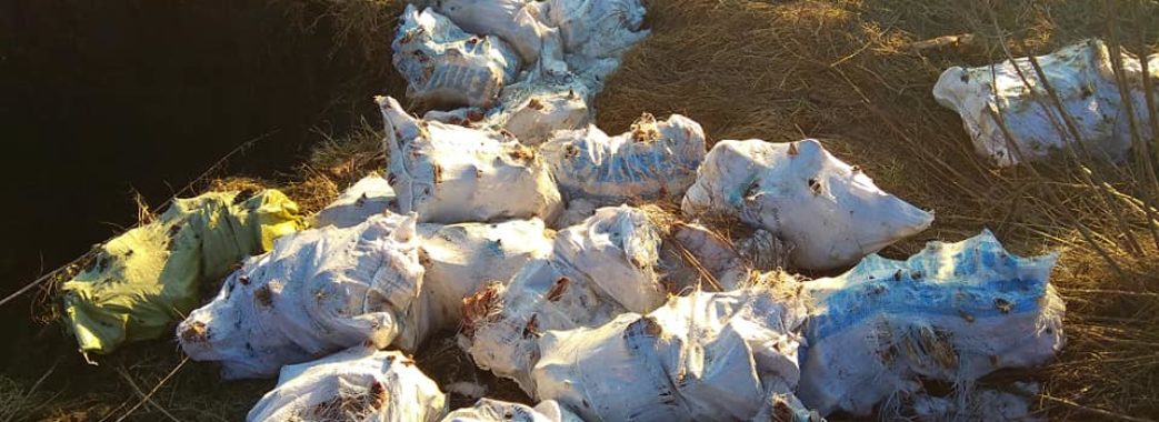 300 свинних голів: на Жовківщині знову знайшли рештки тварин